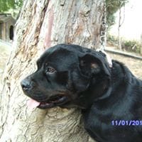 Jose Luis Pines Golderos