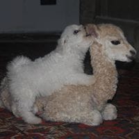 Diana Bartolome Carrero