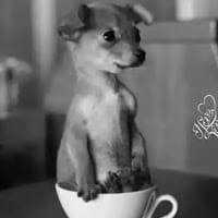 jose alberto martinez arroyo