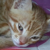 Paulina Castro godoy