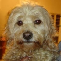 GLORIA CRISTINA SANCHEZ  BENITEZ