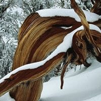 Montserrat Prieto Sanz