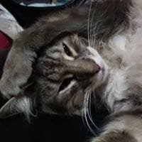 Rox Ana