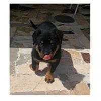 Carlos Arrabal Linger