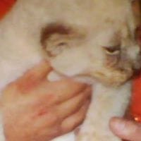 Sonia Galvan Carretero