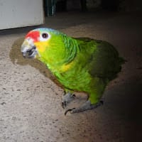 Luis Angel muñoz Vazquez