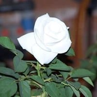 Rosa Garcia San Martin