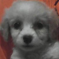 Brandon Maldonado Benavides