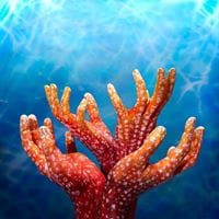 Felix Candido Rodriguez Flores