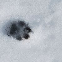 Orlando Triviño Blanco