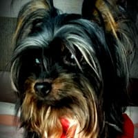 Las Aventuras de Zoy