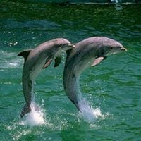 serena Landero solano