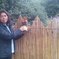 Margarita Alegre Pérez