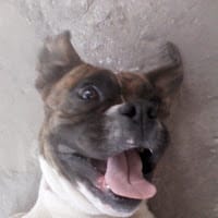YAN G