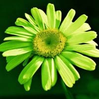 Margarita Green