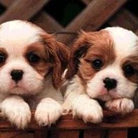 Wendolin Figueroa