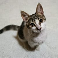 josé manuel martínez alonso