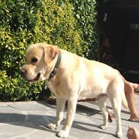 CONSTANTINO ALPERI LASTRA