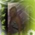 Jacky Ramos