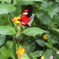 Nohemi Da Costa Valverde