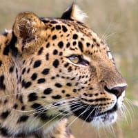 joaquin miguel luque arriaza