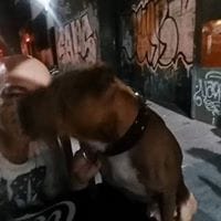 Marcelo Vaneskeheian