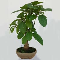 Héctor Miguel Wrublewski