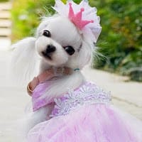 luna lesli Paloma