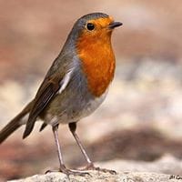 Luis Javier Rincon Sanchez Porro