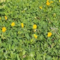 ASOCIACION CIVIL de V. y H. AGUA LINDA COUNTRY