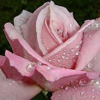 mari carmen vargas carrion