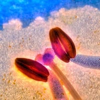 Clemente Oliveros Mejias