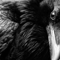 The Crow