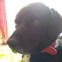 oscar. Payol