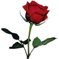 Amapola Del Sur