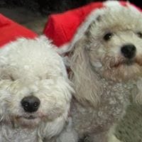 Franco Giovanni Román Bouvier