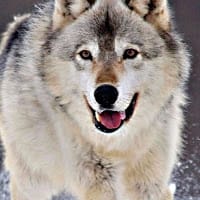 El LOBO