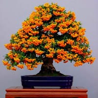 El Club Del bonsai