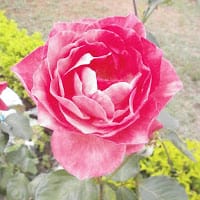 victoria eugenia montoya idrobo