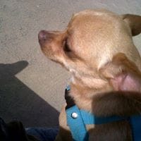 Bayridge Pancho