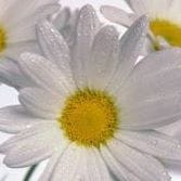 Noni Moreno Jiménez