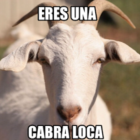 Crazy Goat
