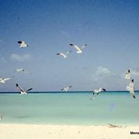 Maria Mercedes Vidal Alcalde