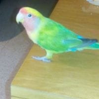 Jordi Sabchez Gonzalez