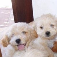 Jaime Payeras Moranta