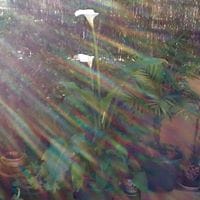 Ana Maria Soriano Montilla