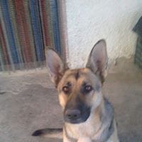 Carlos Carlos