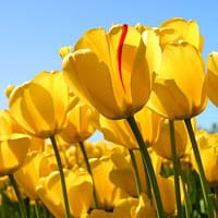 Carmen Martínez Simón