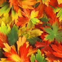 maria jose perez cogolludo