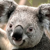 Uises Olivares Sanchez